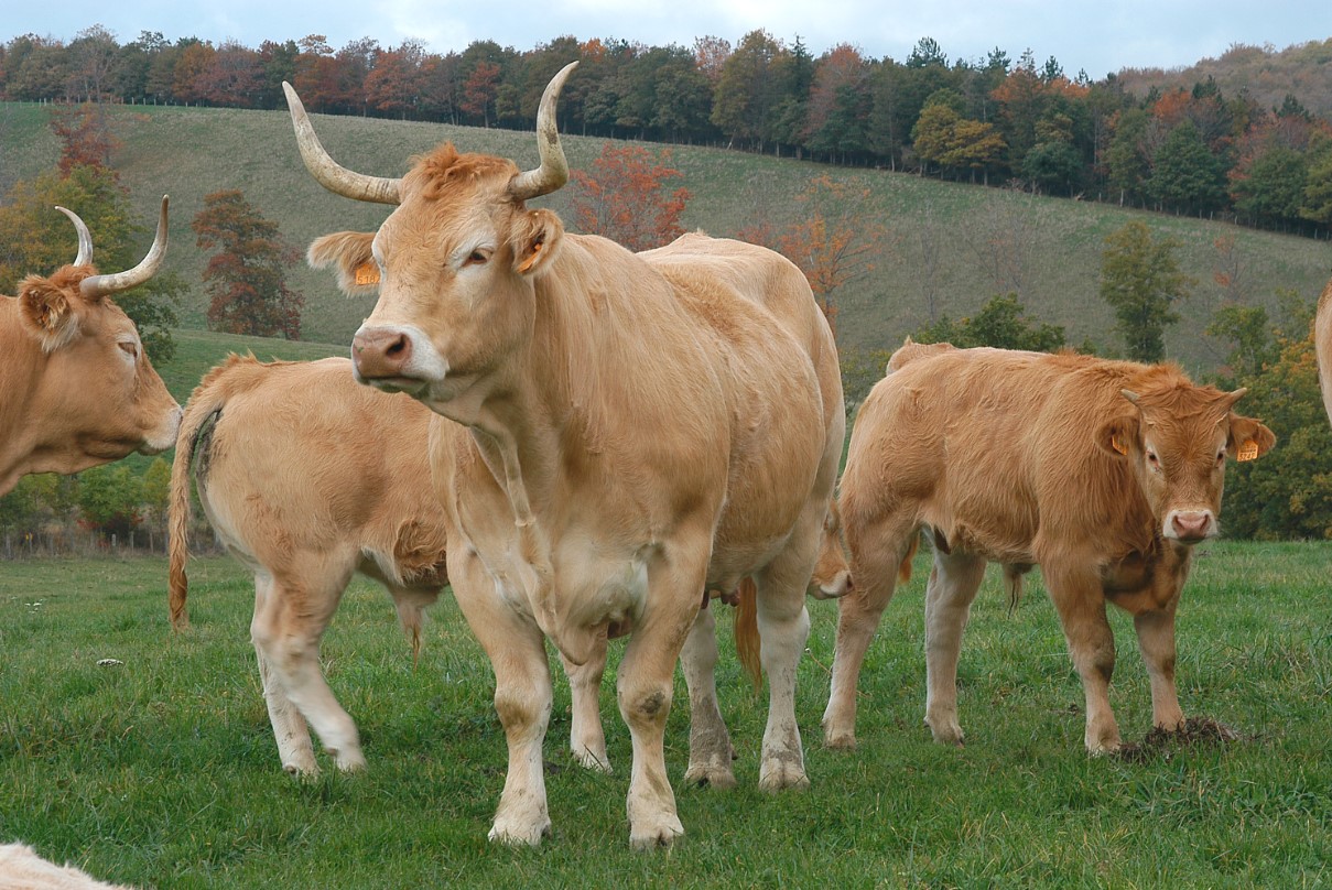 25.11.11. extensiones normas.jpg