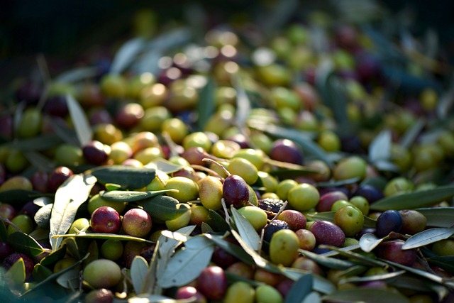 aceitunas3 (2).jpg