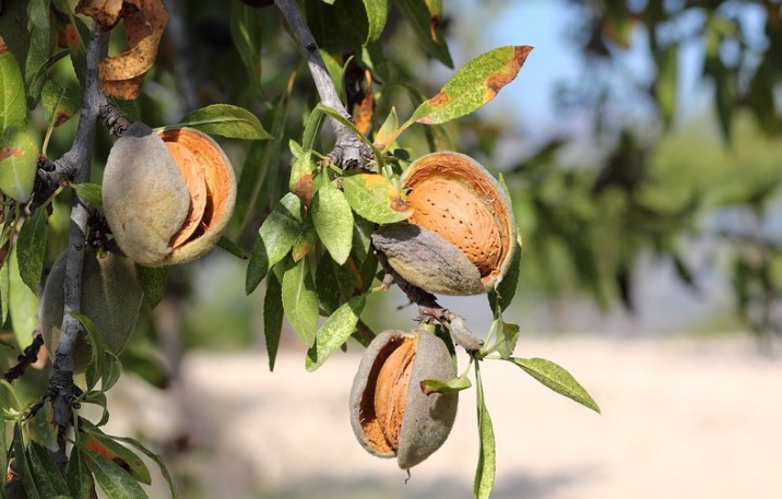 almendras-Asaja.jpg