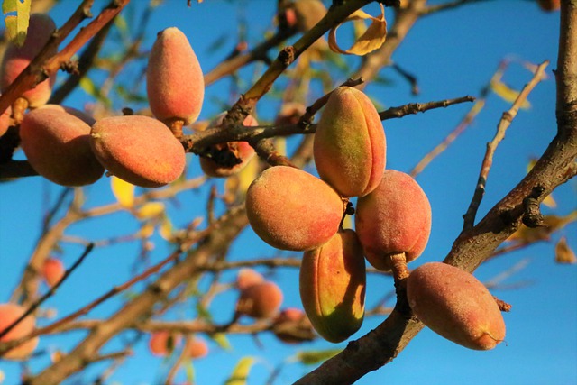 almendros-pixabay.jpg