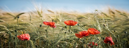 amapolas.jpg