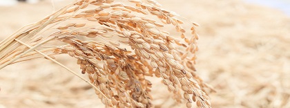 arroz (1).jpg