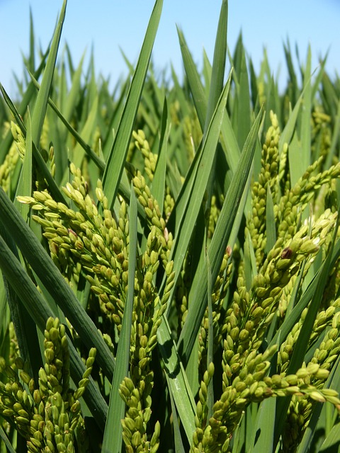 arroz2 (1).jpg