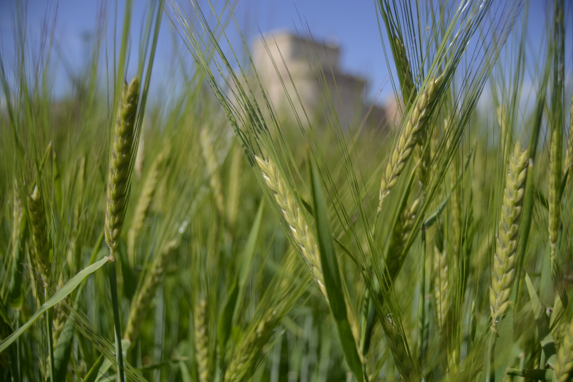 campo-de-cereal-en-la-provincia-de-segovia_tcm30-662553_tcm30-704433.jpg