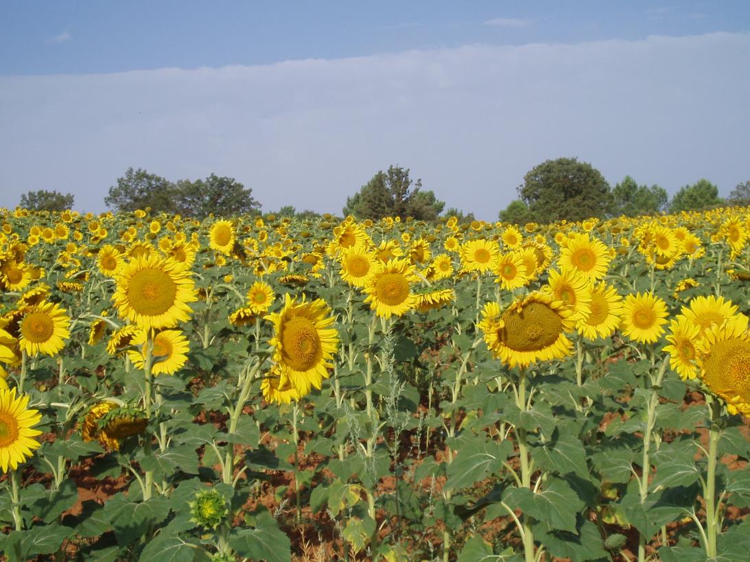 campo-de-girasoles.jpg