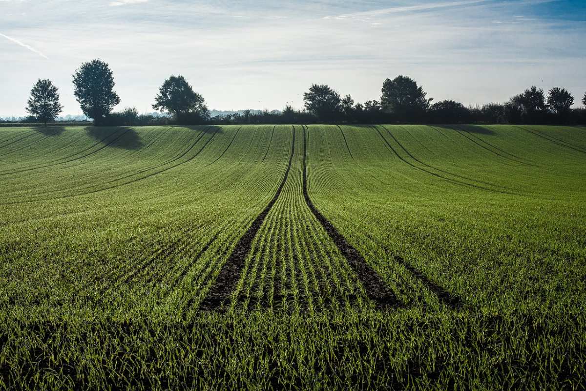campo-maiz-maizal.jpg