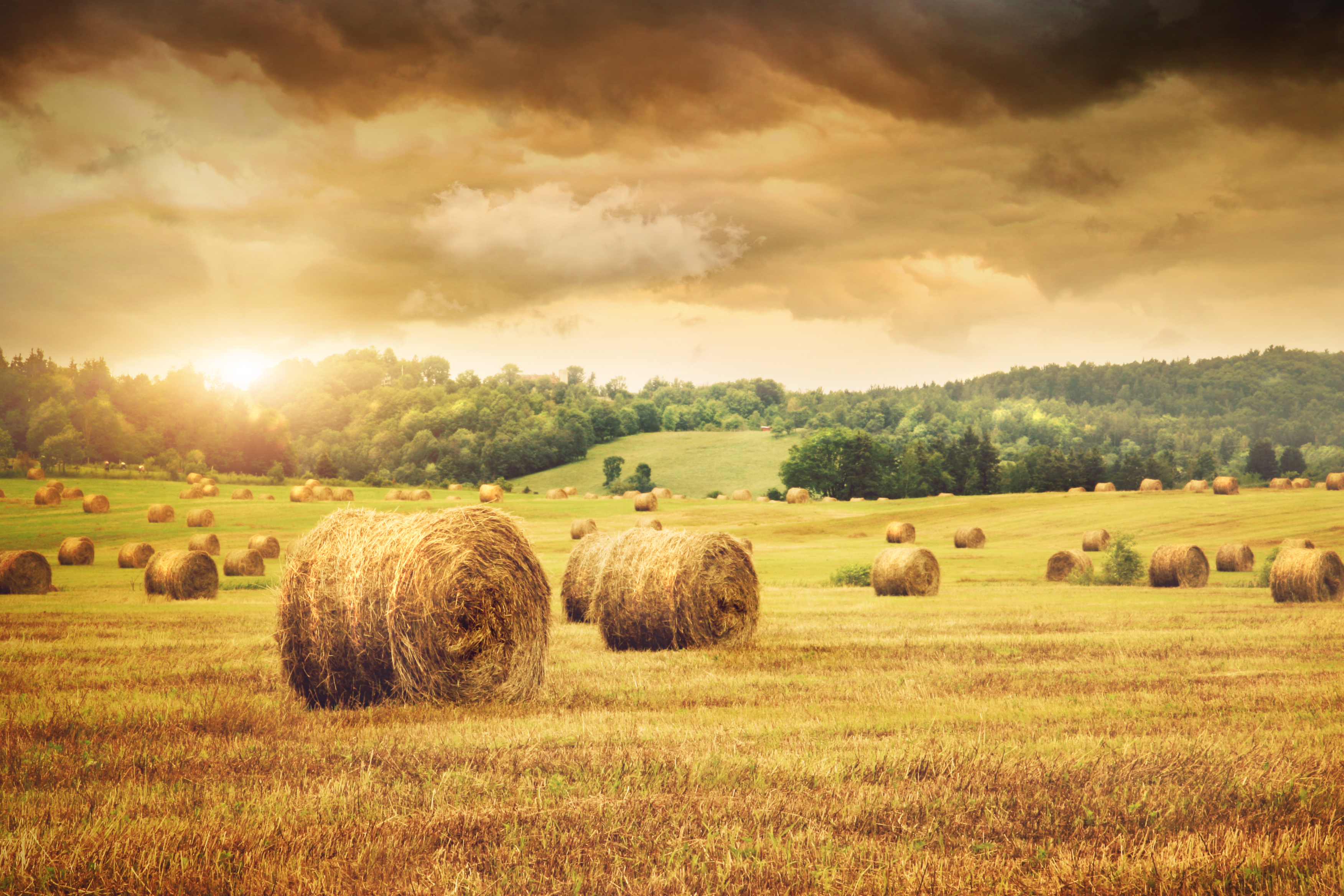 campo_pacas.jpg