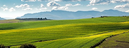 Campos (1).jpg