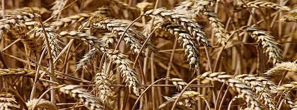 Cereal2 (2).jpg
