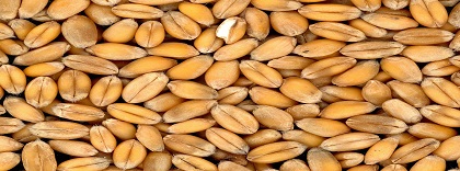 Cereal3.jpg