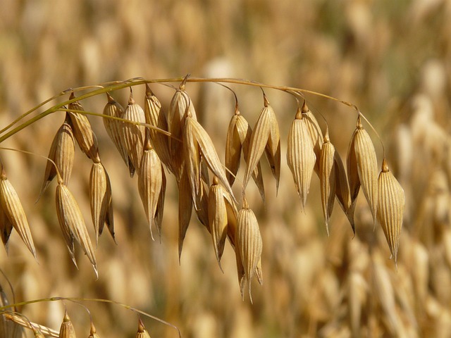 cereal5.jpg