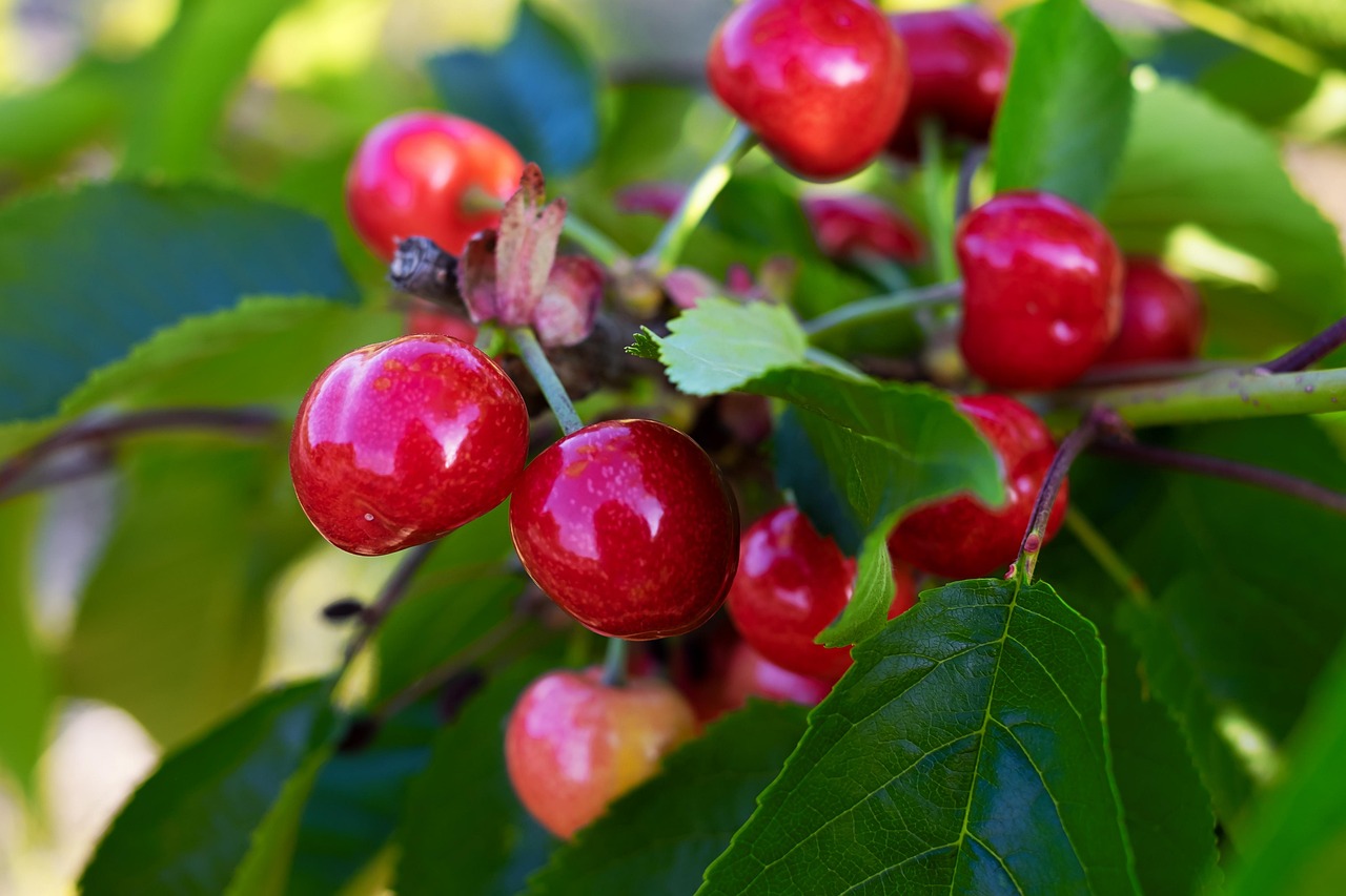 cerezas.jpg