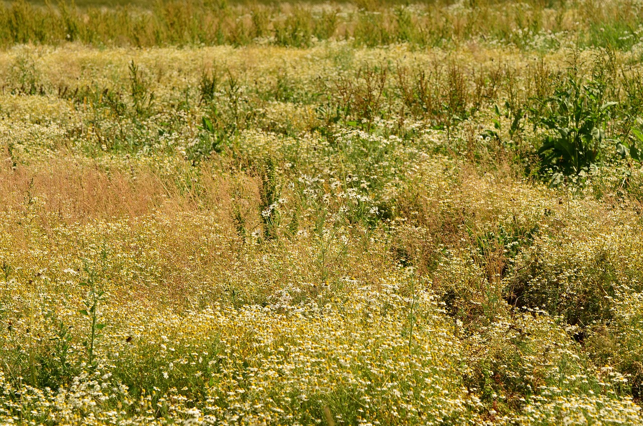 cubierta vegetal (2).jpg