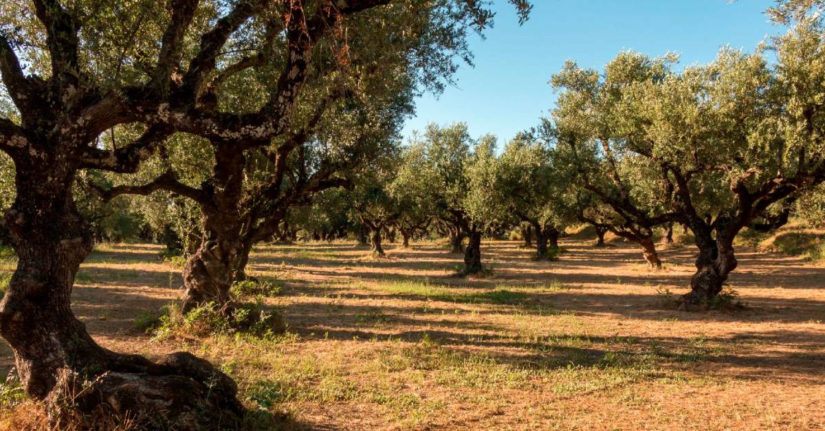Finca-rustica-FINCALISTA (1).jpg