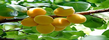fruta (albaricoque).jpg