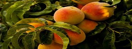 fruta.jpg