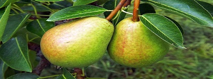 fruta1.jpg