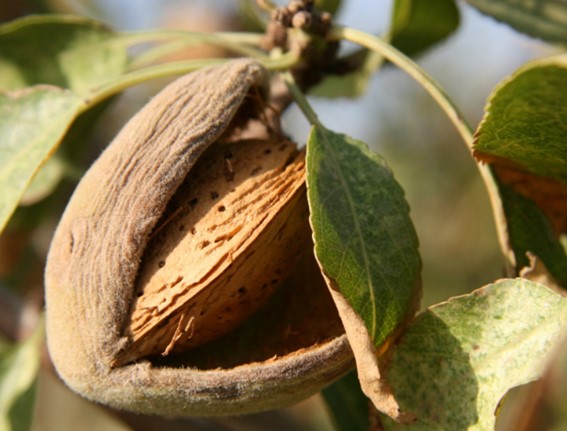 frutos cascara.jpg