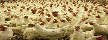 Gallinas.jpg