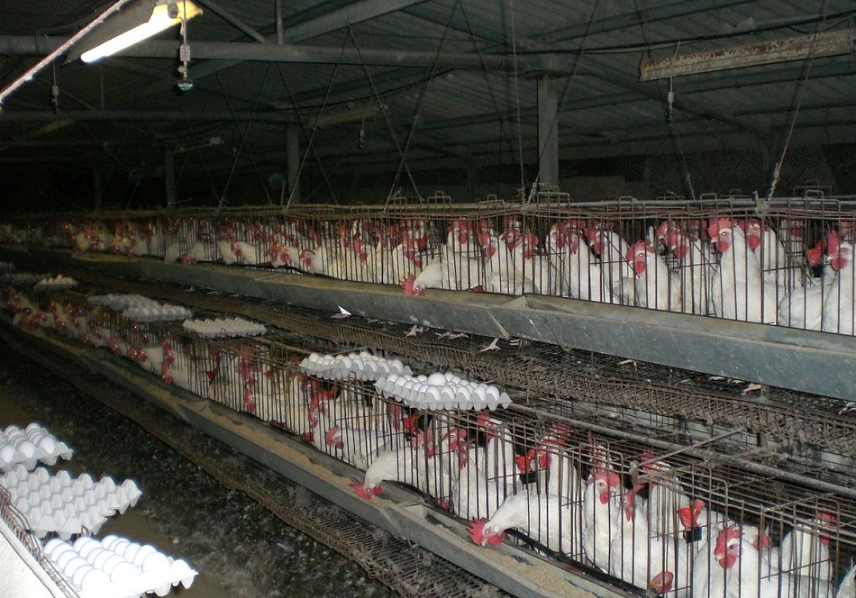 gallinas2.jpg