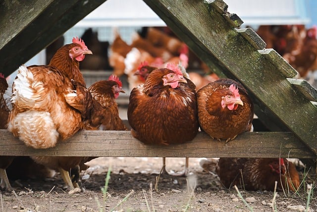 gallinas3 (3).jpg