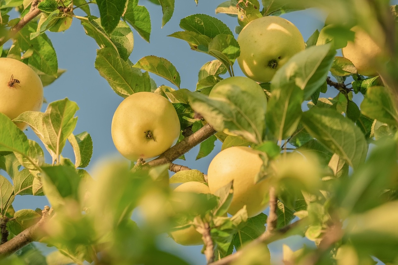 Manzanas2.jpg
