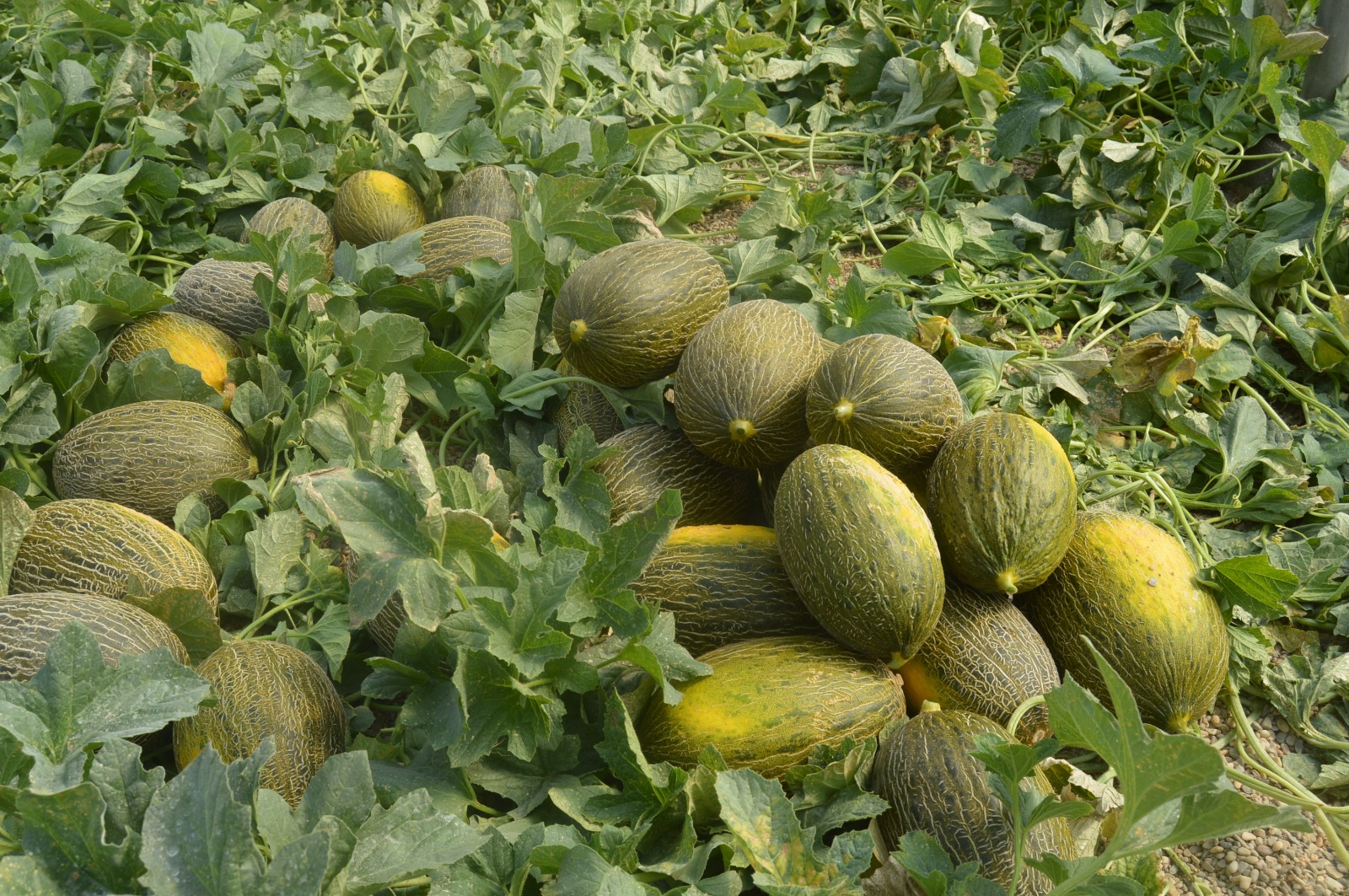 melones.jpeg
