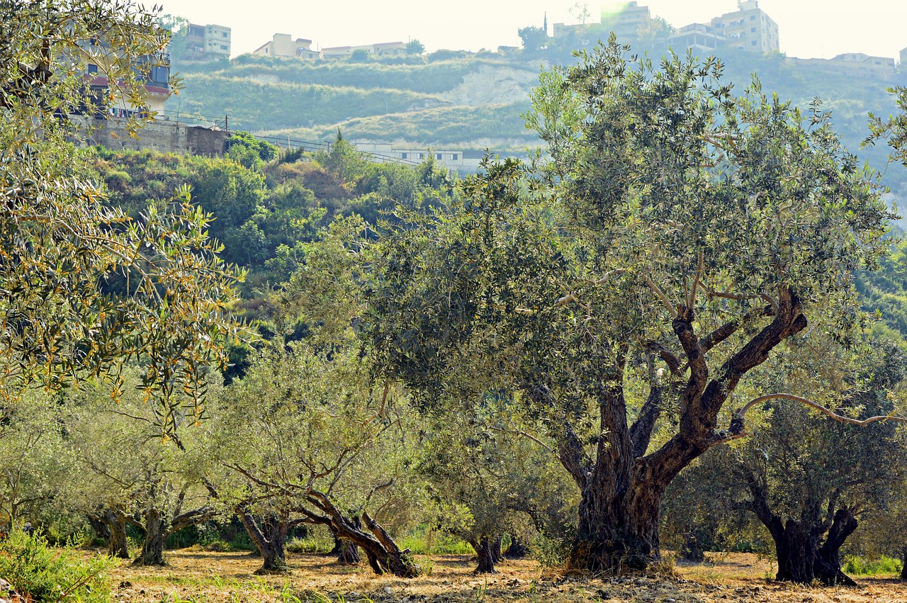 olivar3.jpg