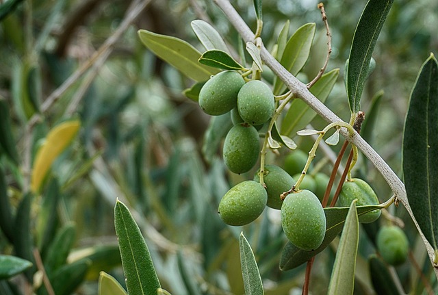 olivo.jpg