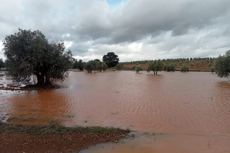 olivos-anegados.webp