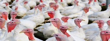 pavos.jpg
