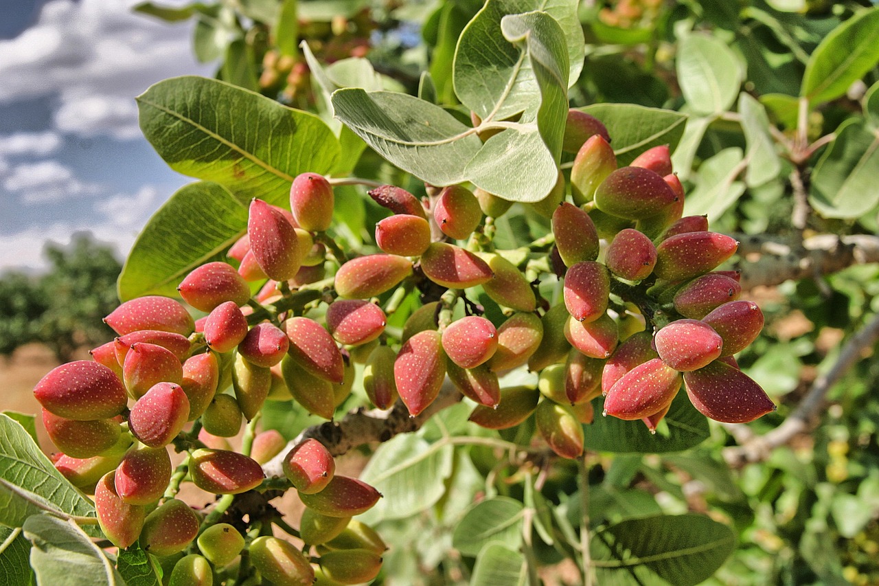 pistachero (1).jpg