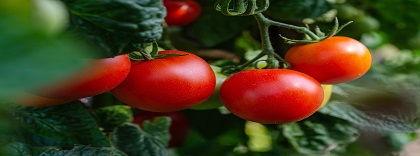 Tomates (1).jpg