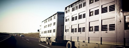 Transporte (2).jpg