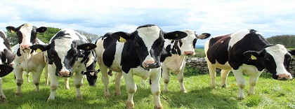 vacas (5).jpg