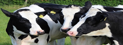 vacas lecheras.jpg