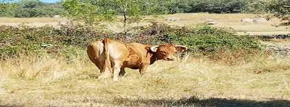 Vacuno carne (1).jpg