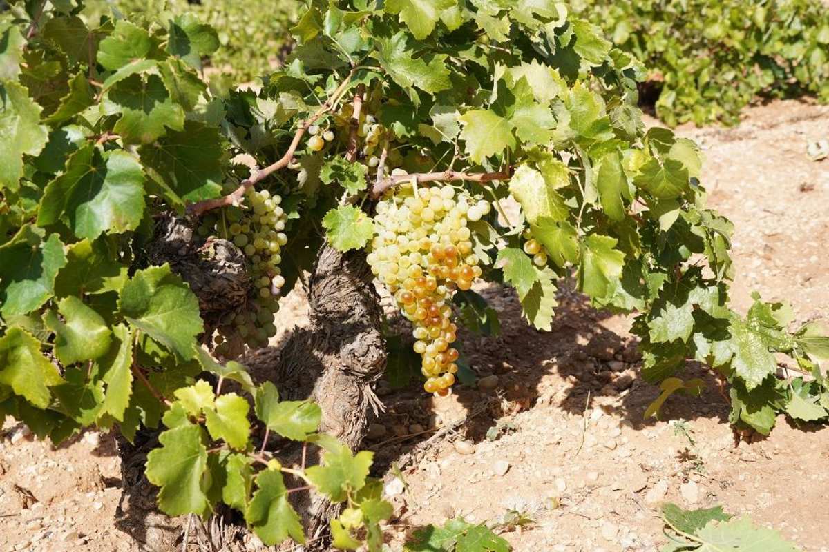 Variedad Airén en cepa de secano.jpg