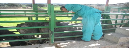 veterinario.jpg