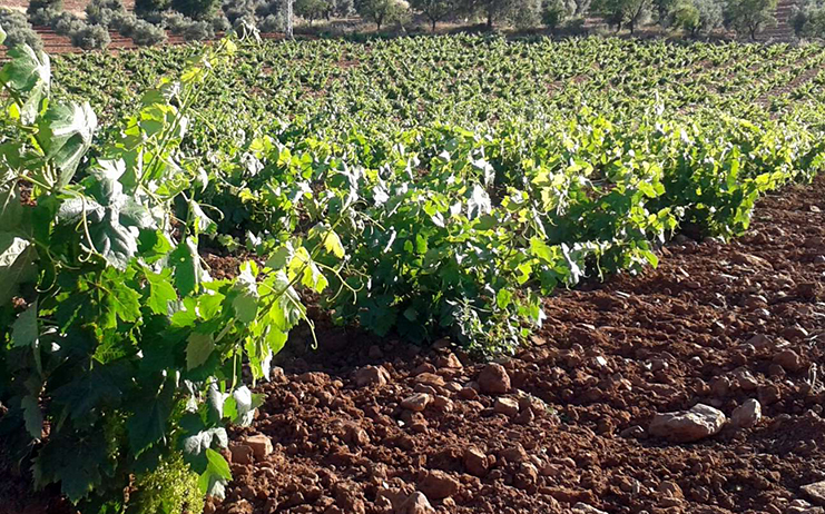 viñas (2).jpg