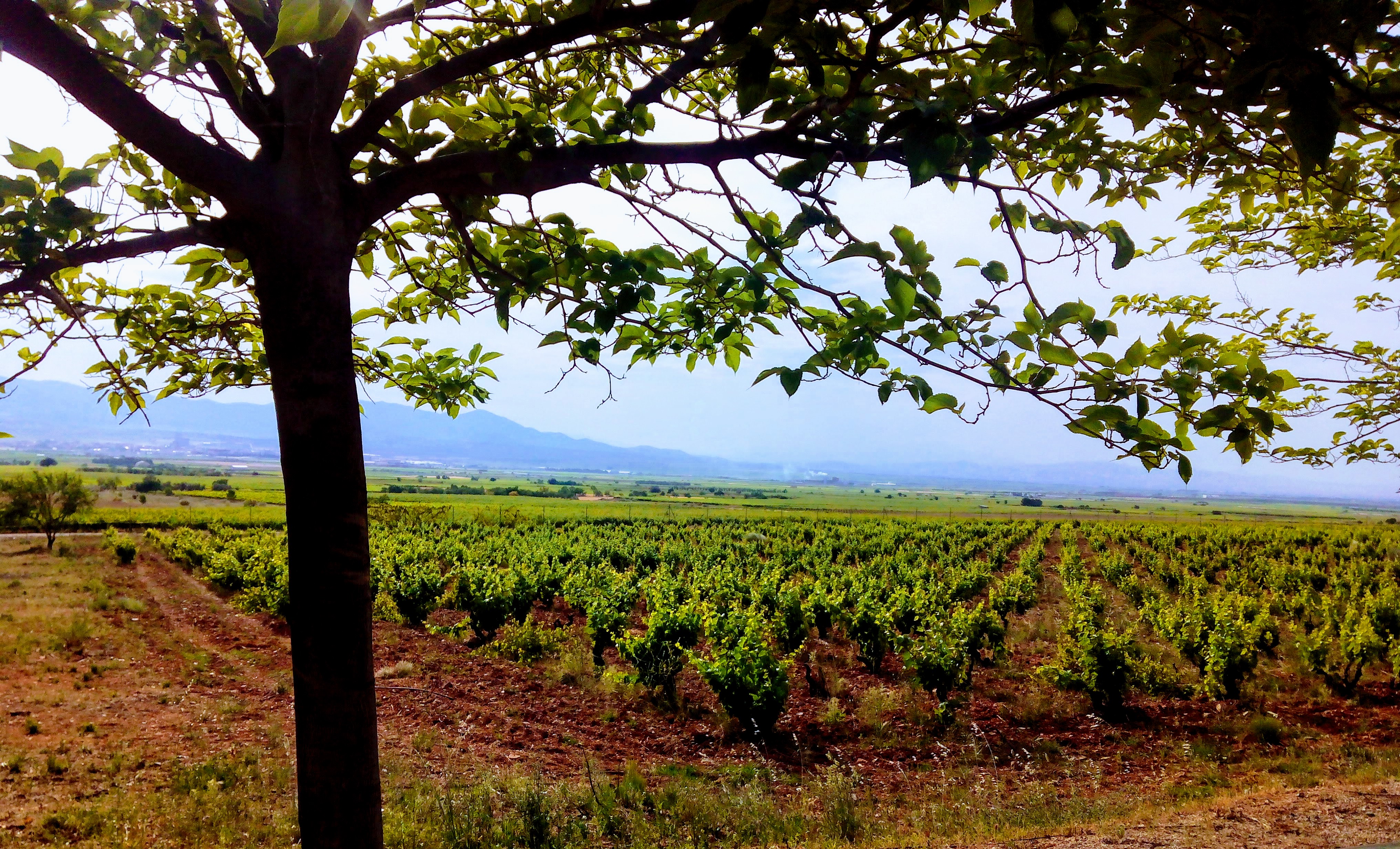 vinedo(1).jpg