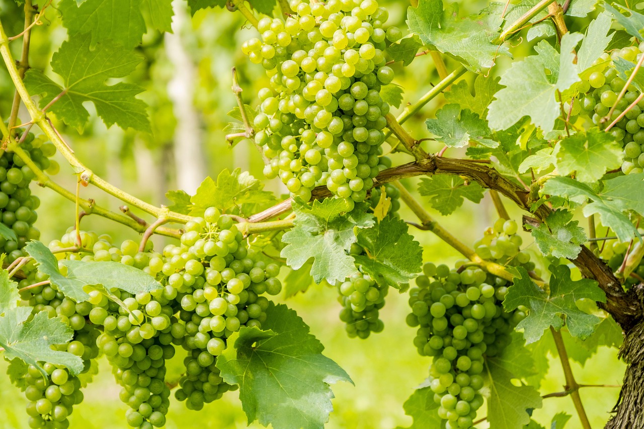 viñedo3.jpg
