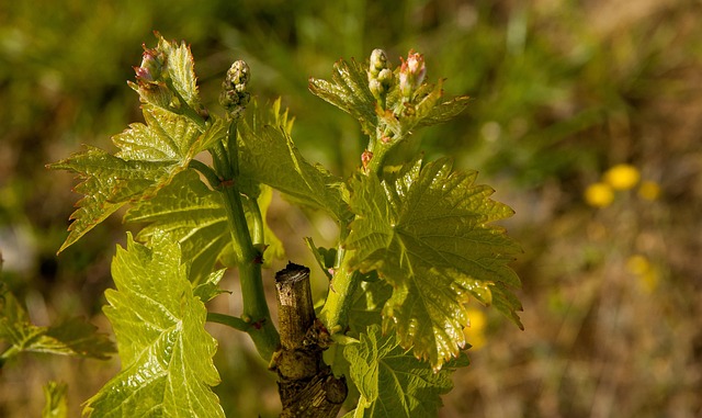 viñedo6.jpg