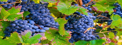 Vino2.jpg