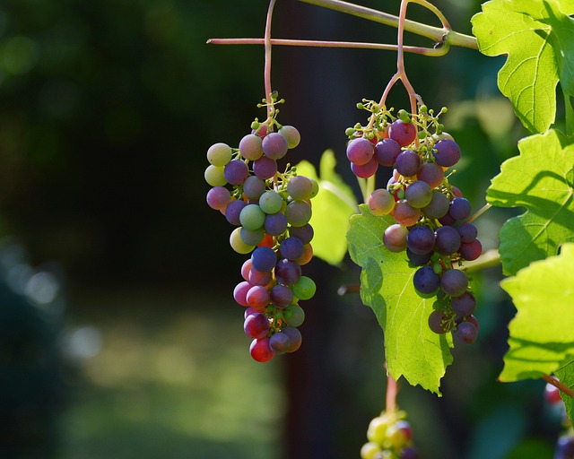 vino4.jpg